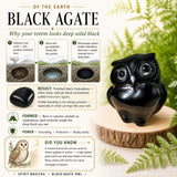 Champignon cornaline