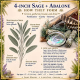 Smudge Kit: White Sage (4-tums) + Abalone Shell