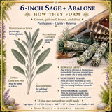 Smudge Kit: White Sage (6-tums) + Abalone Shell
