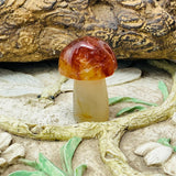 Carnelian Mushroom - mushroom