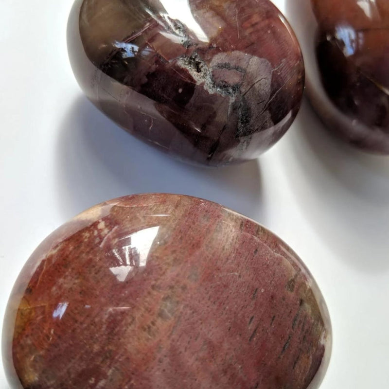 Petrified Wood Palmstone - palmstone