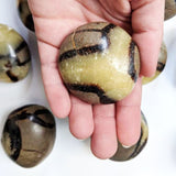 Septarian Palmstone - palmstone